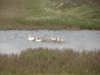 Snow geese